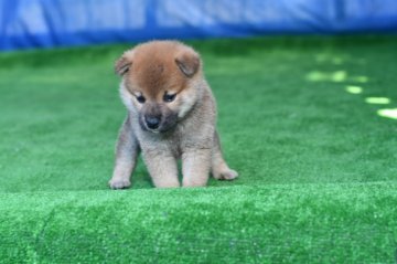 柴犬(標準サイズ)【三重県・男の子・2020年9月15日・赤】の写真「ショードックに出陳できるほどの素晴らしいオス犬です」