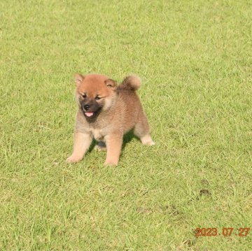 柴犬(標準サイズ)【三重県・男の子・2023年6月24日・赤】の写真「母犬全国展優良１席受賞父犬支部展入賞犬」