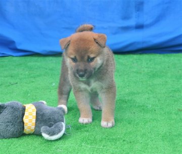 柴犬(標準サイズ)【三重県・女の子・2020年5月8日・赤】の写真「母犬日本犬保存会、日保本部賞5本素晴らしいメス犬」