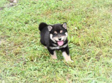 柴犬(標準サイズ)【三重県・女の子・2021年5月27日・黒】の写真「父犬少し小さ目の黒柴です。」