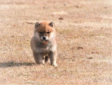 柴犬(標準サイズ)【三重県・男の子・2021年11月11日・赤】の写真「きれいな赤柴でたぬき顔です、すごく元気です。」