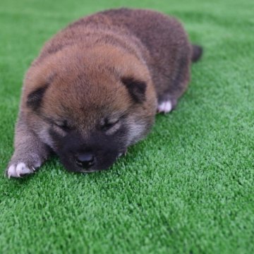 柴犬(標準サイズ)【三重県・男の子・2024年7月9日・赤】の写真「祖父犬全国展壮・成犬賞展覧会で楽しめます。」