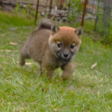 柴犬(標準サイズ)【三重県・女の子・2023年4月24日・赤】の写真「少し小さい・メチャクチャ元気、人懐っこいです。」