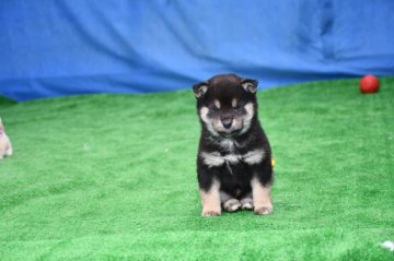 柴犬(標準サイズ)【三重県・男の子・2020年11月28日・黒】の写真「父犬展覧会で入賞しています、母犬豆柴サイズの子犬で」