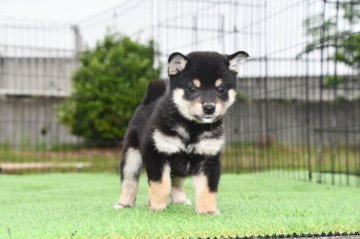 柴犬(標準サイズ)【三重県・女の子・2021年4月9日・黒】の写真「父犬豆柴登録犬。母犬豆柴サイズ、はいしょくの良い黒」