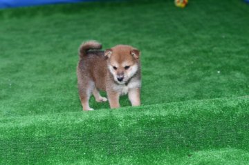 柴犬(標準サイズ)【三重県・女の子・2020年9月15日・赤】の写真「父犬黒柴母犬白柴から生まれましきれいな赤柴雌です。」