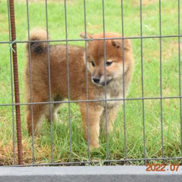 柴犬(標準サイズ)【三重県・男の子・2022年6月1日・赤】の写真「父犬2年連続全国展入賞犬、来春展覧会出陳予定」