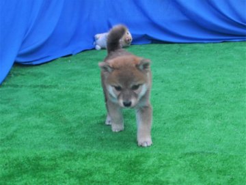 柴犬(標準サイズ)【三重県・男の子・2020年5月22日・赤】の写真「凄くきれいな赤柴雄・父犬豆柴サイズ（未認定）」