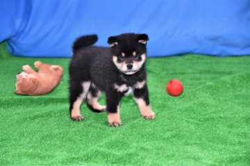 柴犬(標準サイズ)【三重県・男の子・2021年3月3日・黒】の写真「配色素晴らしい、元気ハツラツ、飛び回っています。」