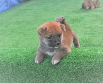 柴犬(標準サイズ)【三重県・男の子・2020年7月9日・赤】の写真「両親知に豆柴サイズ（未認定）両親小さ目の赤柴雄です」