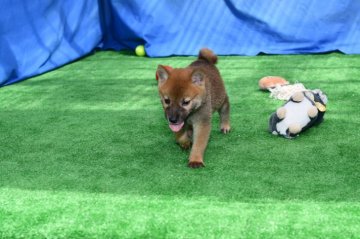 柴犬(標準サイズ)【三重県・男の子・2020年7月25日・赤】の写真「小ぶりですごく活発です。」