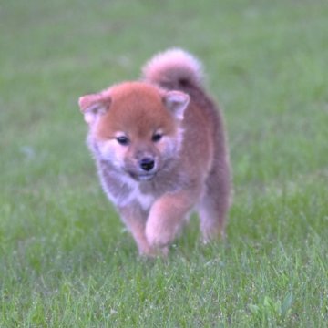 柴犬(標準サイズ)【三重県・男の子・2023年7月9日・赤】の写真「父犬壮犬賞・成犬賞受賞・母犬豆しば認定犬」