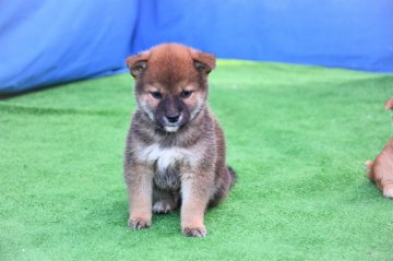 柴犬(標準サイズ)【三重県・男の子・2020年9月24日・赤】の写真「色素の濃い赤柴です、将来いつまでも毛色赤保ちます。」