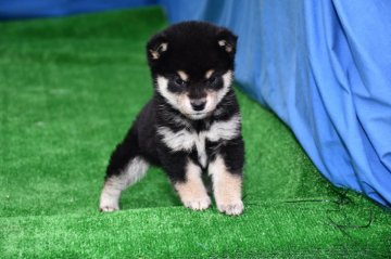 柴犬(標準サイズ)【三重県・女の子・2020年12月20日・黒】の写真「父犬豆柴サイズ、理想の配色で、活発な女の子です、」