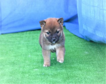 柴犬(標準サイズ)【三重県・女の子・2020年9月24日・赤】の写真「色素の濃い赤柴です、将来いつまでも毛色赤保ちます。」