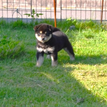 柴犬(標準サイズ)【三重県・女の子・2023年5月20日・黒】の写真「黒・赤・白3色はっきりした理想配色、良いですよ」