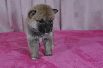 柴犬(標準サイズ)【三重県・男の子・2018年11月5日・赤】の写真「両親とも、小さい柴犬から生まれました。活発な子です」