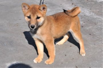 柴犬(標準サイズ)【三重県・女の子・2018年7月30日・赤】の写真「父犬、2年連続全国展にて入賞犬の子犬です。色素濃い」