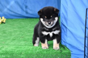 柴犬(標準サイズ)【三重県・男の子・2020年10月26日・黒】の写真「理想の配色、頭部発達・目の沈み・3拍子揃った1級品」