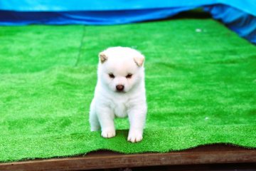 柴犬(標準サイズ)【三重県・男の子・2021年12月28日・淡赤(白柴)】の写真「両親赤柴です。きれいな白柴雄です、」