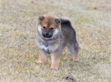 柴犬(標準サイズ)【三重県・男の子・2021年11月12日・赤】の写真「両親豆柴認定犬です。めちゃくちゃ元気で活発です」