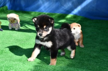 柴犬(標準サイズ)【三重県・女の子・2020年11月21日・黒】の写真「両親豆柴認定サイズです。まだ認定審査受けていません」