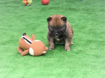 柴犬(標準サイズ)【三重県・男の子・2021年1月8日・赤】の写真「父犬賞歴あり、色素濃いですが、将来真っ赤な柴犬にな」