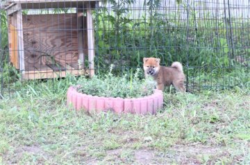 柴犬(標準サイズ)【三重県・男の子・2021年6月10日・赤】の写真「可愛くて元気な赤柴です。父犬展覧会入賞しています。」