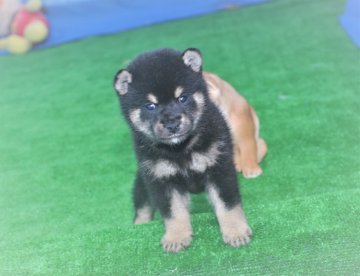 柴犬(標準サイズ)【三重県・男の子・2020年7月26日・黒】の写真「かわいい黒柴です。」