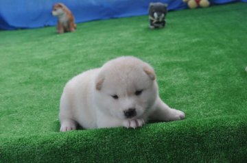 柴犬(標準サイズ)【三重県・女の子・2020年7月30日・淡赤(白柴)】の写真「両親展覧会で入賞しています丸々した白柴雌です」