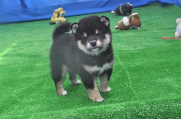 柴犬(標準サイズ)【三重県・男の子・2020年4月20日・黒】の写真「理想の配色綺麗な黒柴です。」