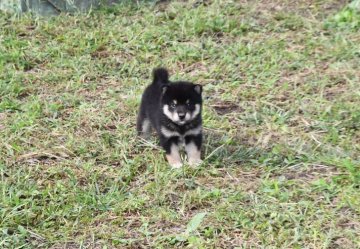 柴犬(標準サイズ)【三重県・男の子・2021年9月10日・黒】の写真「両親入賞しています理想の配色最高の黒柴と思います。」