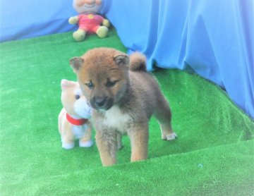 柴犬(標準サイズ)【三重県・男の子・2020年7月15日・赤】の写真「可愛い赤柴です。」