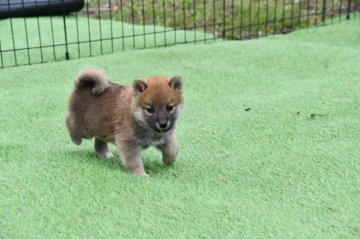 柴犬(標準サイズ)【三重県・女の子・2021年4月15日・赤】の写真「血統凄く良い。　活発な赤柴雌です。」