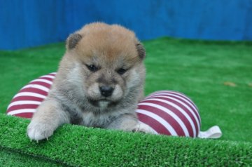 柴犬(標準サイズ)【三重県・男の子・2019年3月23日・赤】の写真「父犬昨年度全国展にて、大臣賞、小型（柴犬）最高賞受」