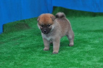 柴犬(標準サイズ)【三重県・女の子・2019年4月13日・赤】の写真「抜群の血統、両親共に全国展入賞しています。」