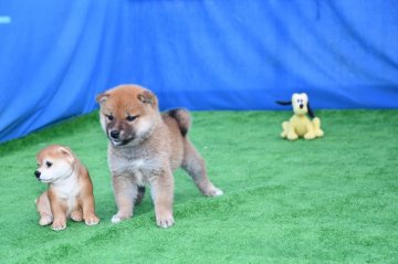 柴犬(標準サイズ)【三重県・男の子・2020年10月18日・赤】の写真「父犬豆柴認定犬です。素晴らしい柴犬です、」