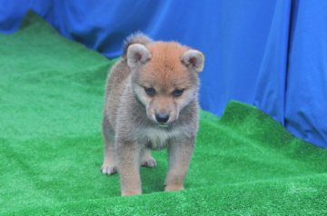 柴犬(標準サイズ)【三重県・女の子・2020年5月25日・赤】の写真「両親知に豆柴サイズ（未認定）」