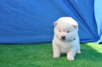 柴犬(標準サイズ)【三重県・女の子・2018年2月3日・白】の写真「可愛い白柴です。展覧会で本部賞受賞犬を輩出していま」