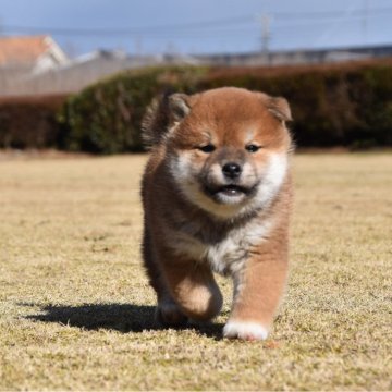 柴犬(標準サイズ)【三重県・男の子・2023年11月7日・赤】の写真「被毛少し濃い、展覧会・繁殖用に適していると思います」