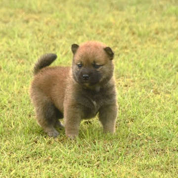 柴犬(標準サイズ)【三重県・男の子・2022年5月20日・赤】の写真「父犬賞歴あります。この子のほかオスメスたくさんいま」