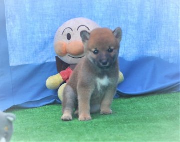 柴犬(標準サイズ)【三重県・女の子・2020年7月15日・赤】の写真「可愛い赤柴です。」