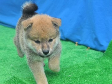 柴犬(標準サイズ)【三重県・女の子・2020年5月28日・赤】の写真「活発な柴犬です。」