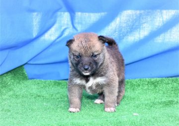 柴犬(標準サイズ)【三重県・男の子・2021年1月8日・赤】の写真「父犬賞歴あり、色素濃いですが、将来真っ赤な柴犬にな」