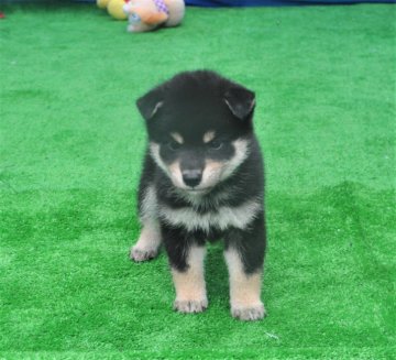 柴犬(標準サイズ)【三重県・女の子・2020年5月24日・黒】の写真「素晴らしい顔しています、配色の良い」