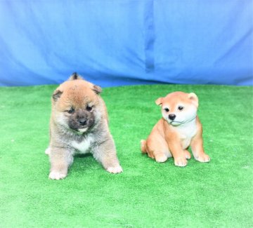 柴犬(標準サイズ)【三重県・男の子・2020年12月7日・赤】の写真「父犬賞歴あり、目・口吻太く、頭部発達し、理想の柴犬」