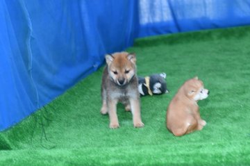 柴犬(標準サイズ)【三重県・女の子・2020年8月30日・赤】の写真「父犬2年連続全国店入賞犬、きれいな赤柴です。」