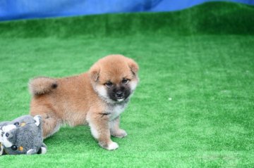 柴犬(標準サイズ)【三重県・男の子・2020年10月15日・赤】の写真「両親豆柴認定犬です。素晴らしい柴犬です、」