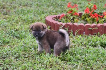 柴犬(標準サイズ)【三重県・女の子・2021年7月14日・赤】の写真「父犬2年連続全国展入賞犬、日葡本部賞受賞犬。」