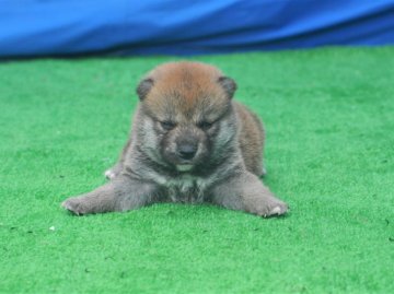 柴犬(標準サイズ)【三重県・男の子・2020年5月25日・赤】の写真「凄くきれいな赤柴雄・両親豆柴サイズ（未認定）」